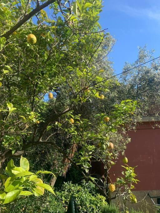 博纳索拉Cozy Beach House With Nice Garden, Basic Feel公寓 外观 照片